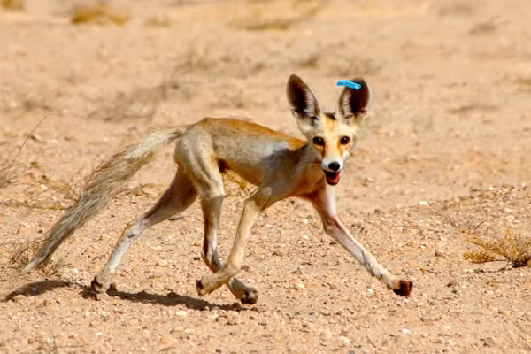 Loài động vật có vú này lấy nước chủ yếu từ việc ăn thịt con mồi, đi ăn vào ban đêm để giữ mát cơ thể và tránh làm mất đi độ ẩm quý giá. Cơ thể nhỏ cũng là lợi thế giúp chúng tản nhiệt tốt hơn, tỷ lệ trao đổi chất trong cơ thể thấp để tiết kiệm năng lượng.