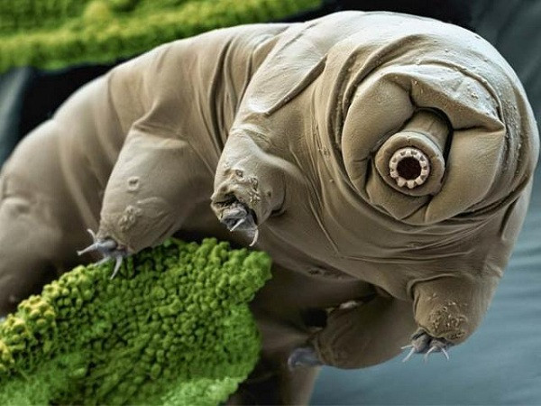 Bọ Tardigrades - còn gọi là bọ gấu nước (water bear) - vốn được gọi là sinh vật bất tử của Trái Đất, chống chọi được mọi điều kiện, từ chân không trong vũ trụ, đến môi trường có áp lực gấp 600 lần áp suất khí quyển hay siêu nóng.