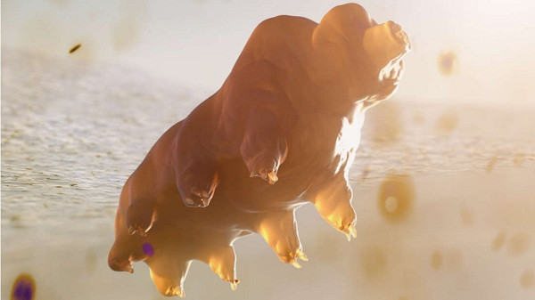 Cụ thể, năm 1842, một nhà khoa học người Pháp Doyère cho thấy bọ gấu nước vẫn sống sót được ở mức nhiệt...125°C. Khả năng "bá đạo" khác của gấu nước, đó là biến cơ thể thành thủy tinh để sống thêm hàng thập kỷ trong điều kiện không có nước.