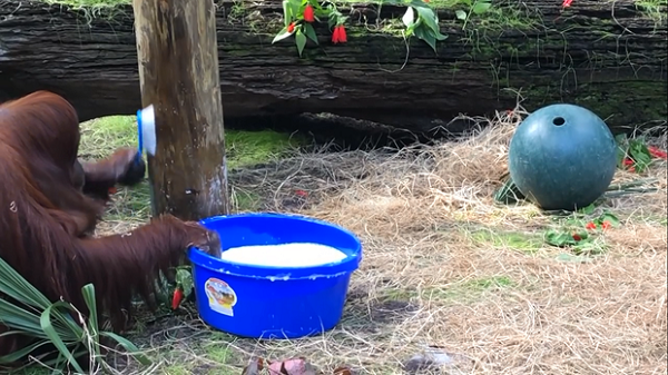 Sandra còn cẩn thận đến mức chà sạch cả đồ chơi xung quanh