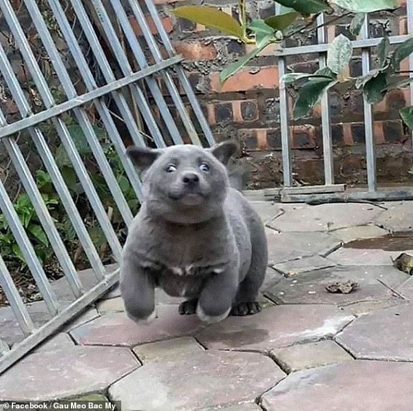 Hiện tại, idol Nguyễn Văn Dúi sở hữu fanpage với hơn 180.000 lượt theo dõi, lọt top tìm kiếm và thu về được lượng fan đông đảo, bao gồm cả những "con sen"từ nhiều quốc gia.