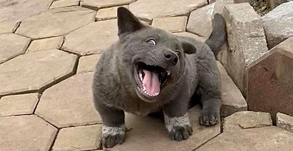 Nguyễn Văn Dúi là chú chó nổi tiếng nhất mạng xã hội hiện nay với thân hình đáng yêu, cùng những biểu cảm ngơ ngác. Thế nhưng lại sở hữu tính cách trái ngược hoàn toàn khi thường xuyên bị chủ "tố" đi dạo khắp nơi trong làng và gây chuyện với đồng loại.