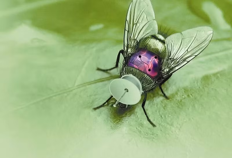 Côn trùng lai ghép MEMS là đội quân cyborg côn trùng (nửa robot, nửa côn trùng) nhằm điều khiển chúng hỗ trợ công tác cứu hộ hoặc thực hiện hoạt động giám sát tại các địa điểm nguy hiểm. Côn trùng cyborg về cơ bản có thể thay đổi truyền thống của thể loại tiểu thuyết gián điệp: giờ đây, thông tin tình báo có thể được thu thập bằng côn trùng được trang bị hệ thống vi cơ. Thiết bị này sẽ được đưa vào một sinh vật sống trong giai đoạn phát triển ban đầu (khi côn trùng ở trong kén hoặc nhộng), sau đó, được thả ra và các thông tin sẽ được truyền tải về trung tâm.