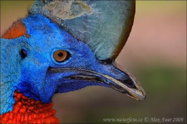 Loài chim khổng lồ có thể nhảy cao 1,5m khi ra đá - khoảng ngang tầm ngực của con người. Khi tấn công chúng thường đá thẳng về phía trước, từ dưới lên trên, với lực rất mạnh.