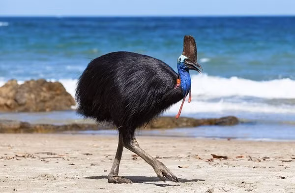 Những móng vuốt này trở thành nỗi ác mộng đối với người và các loại động vật khác vô tình xâm phạm lãnh thổ của chúng. Nạn nhân nếu không tử vong thì cũng rất nghiêm trọng chỉ với một cú đá móc của đà điều đầu mào Úc.