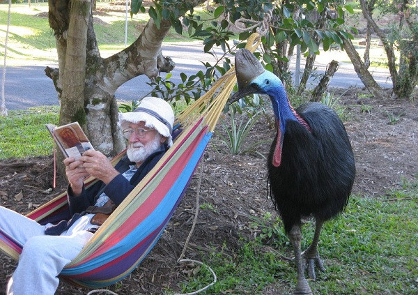 Đây có lẽ cũng là loài chim "đa-zi-năng'' nhất bởi chúng có thể chạy với vận tốc 50km/h xuyên qua rừng rậm. Điều này có nghĩa là ngay cả Usain Bolt - người đàn ông chạy nhanh nhất hành tinh cũng "không có cửa'' chạy thoát khỏi đà điểu đầu mèo.
