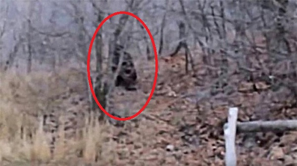 Một người leo núi tại Utah Hills gần Provo Canyon vào năm 2012 đã bất ngờ phát hiện một sinh vật to lớn ở trong rừng. Khi anh ta đến gần, con vật đó đã đứng lên bằng hai chân và bắt đầu ném đá vào anh ta, một hành vi được cho là tương đối phổ biến của Bigfoot.