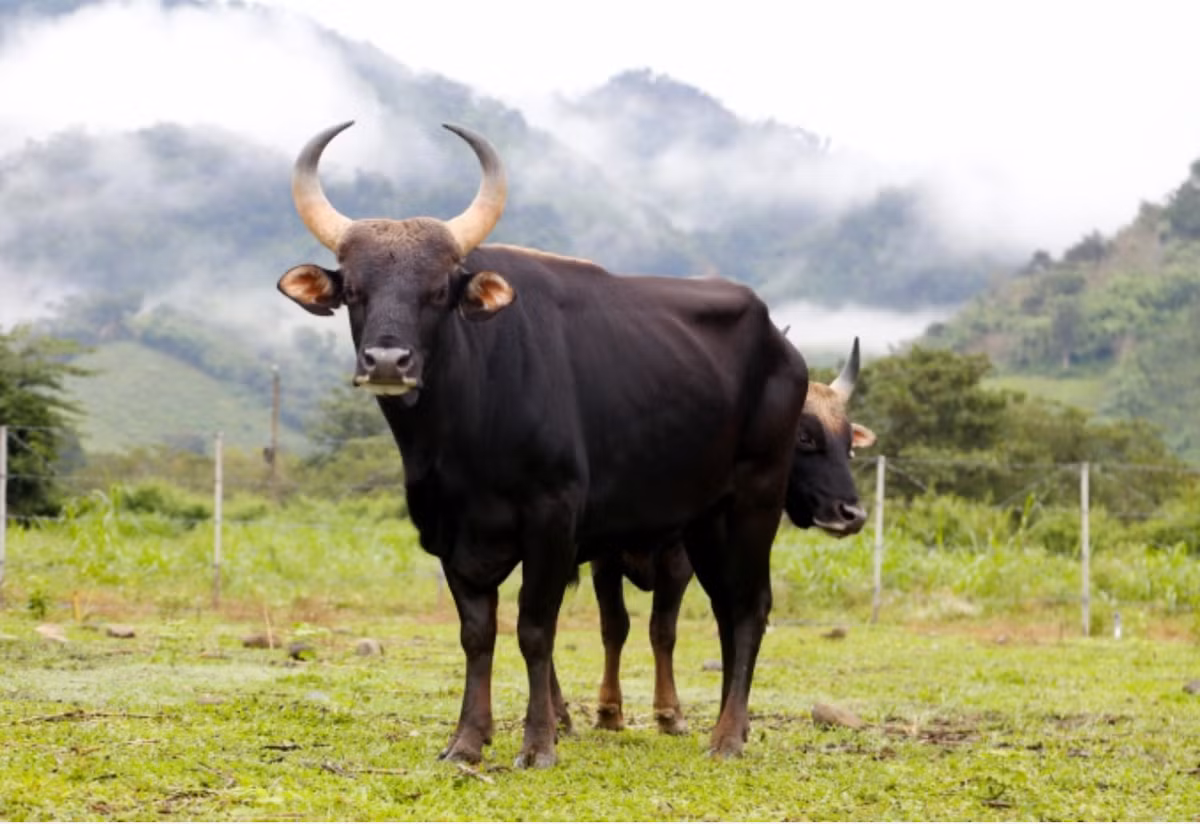 Bo tot tro xuong Vuon QG Phuoc Binh: Chi phi nuoi duong khoe manh nhu nao?-Hinh-3