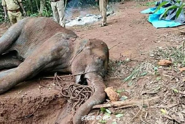 Chính quyền bang Kerala ngày 3/6 thông báo sẽ điều tra chi tiết về cái chết của con voi này. Bộ trưởng Môi trường, rừng và biến đổi khí hậu Ấn Độ Prakash Javadekar tuyên bố: "Hành động nghiêm khắc sẽ được thực hiện để xử lý thủ phạm".