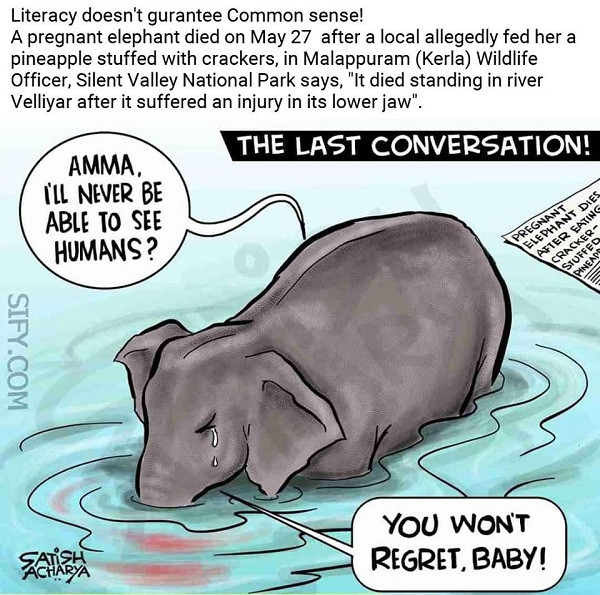 Những bài đăng bày tỏ sự đau buồn và lên án hành động dã man của một bộ phận người dân ngập tràn các trang mạng xã hội. Được biết, sau đó voi đã được đưa đi hỏa táng.