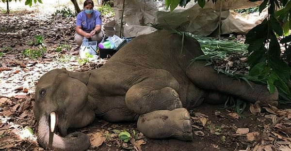 Đáng buồn hơn, voi Pachyderm đang mang thai một chú voi con và vô tình một sinh linh bé bỏng chưa kịp nhìn thấy ánh sáng mặt trời sẽ mãi mãi không được ra đời. "Với phần miệng bị phá hủy do chất nổ, con voi đã đi lại trong cơn đói mà không thể ăn. Nó hẳn đã lo lắng về sức khỏe của voi con trong bụng hơn là lo cho cái đói của chính nó", quan chức lâm nghiệp Mohan Krishnan, người chứng kiến cái chết của con voi cho biết.