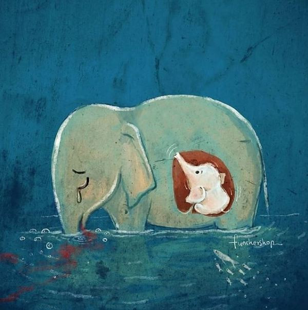 Thảm kịch voi Kerala đã tạo nên làn sóng phẫn nộ trên mạng xã hội, khắp nơi chia sẻ hình ảnh hai mẹ con voi rừng cùng lời kêu gọi bảo vệ động vật. Một số ngôi sao nổi tiếng của Bollywood cũng hết sức bức xúc, chia sẻ bài viết và lên án hành động dã man của con người.