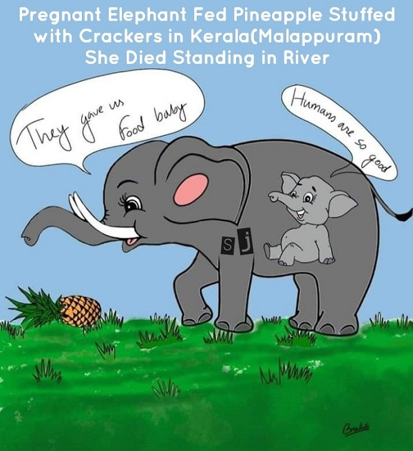 Cụ thể, vụ việc trên xảy ra cuối tháng 5 tại huyện Palakkad, bang Kerala thuộc miền nam Ấn Độ gần khu đất trồng cây. Người dân địa phương tại đây thường dùng trái cây có nhét pháo hoặc các loại chất nổ khác bên trong để làm bẫy ngăn các con vật phá hoại cây trồng.