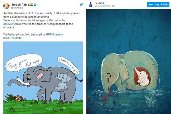 Ngôi sao KL Rahul cho biết không có ngôn từ nào để diễn tả hành động khủng khiếp này. Trong khi sao Ấn Độ Suresh Raina hay Harbhajan Singh cũng chia sẻ hình ảnh minh họa cái chết của mẹ con voi đáng thương cùng câu chuyện.