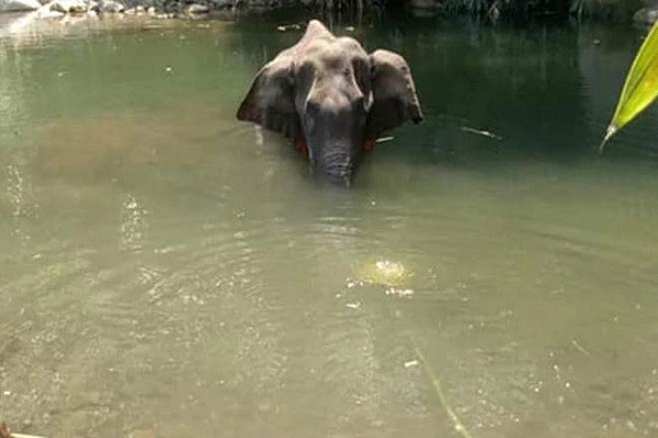 Thật không may, con voi cái Pachyderm đang mang thai sống trong Rừng Thung lũng Im lặng đã trở thành nạn nhân xấu số của hành động tàn ác này. Trong lúc đi kiếm ăn, con voi vô tình tìm thấy quả dứa chín và thưởng thức bữa ăn ngon lành mà không hề biết trong đó có chứa thuốc pháo.
