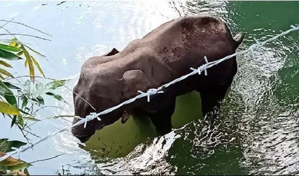 Con voi đi đến sông Velliyar và ngâm miệng trong nước, có lẽ để giảm bớt nỗi đau trong những phút giây cuối cùng nó còn sống sót. Dân địa phương đã tìm cách đưa voi khác đến dụ con voi bị thương lên bờ để điều trị, nhưng con vật đã chết vào ngày 27/5.