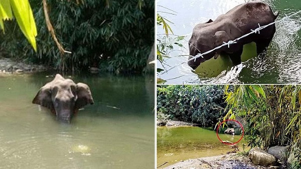 Hãng tin Reuters dẫn lời các quan chức lâm nghiệp Ấn Độ ngày 3/6 cho hay, nước này vừa mở cuộc điều tra sau khi một con voi đang mang thai thiệt mạng vì được cho là ăn phải trái cây có nhét pháo bên trong. Vụ việc hiện đang gây nên làn sóng phẫn nộ về việc sử dụng loại bẫy tàn nhẫn như vậy để bảo vệ cây trồng và nhà cửa trước đàn voi.