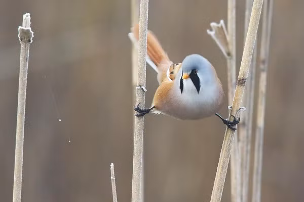 Dáng đứng vừa hài hước và độc đáo của loài chim kỳ lạ Bearded Reedling.