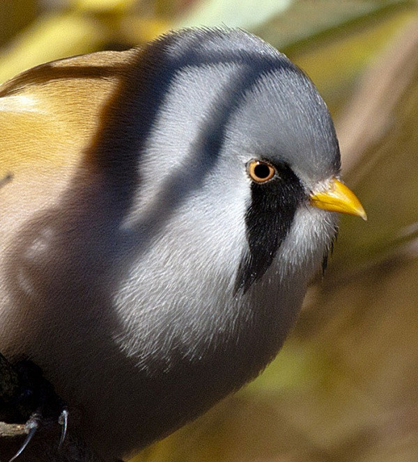 Bearded Reedling là loài chim có kích thước nhỏ nhưng sở hữu cái đuôi dài.