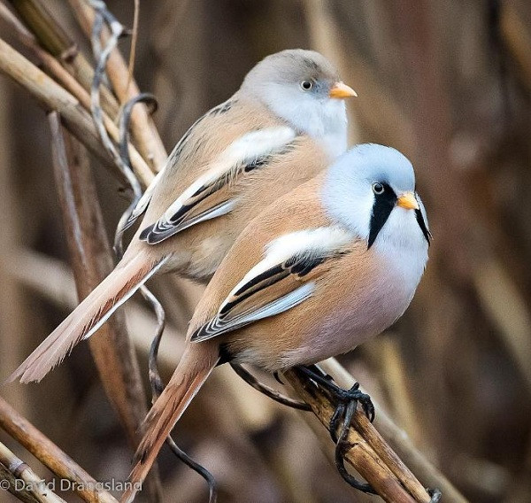 Bearded Reedling có bộ lông dày, lúc nào cũng xù lên khiến chúng lúc nào trông cũng như một cục bông di động.