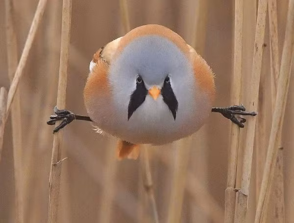 Sở thích thường ngày của chúng ngoài săn mồi, bay lượn thì sẽ tìm một góc yên tĩnh để nghỉ ngơi với tư thế độc đáo: xoạc chân và giữ thăng bằng giữa hai cành cây.