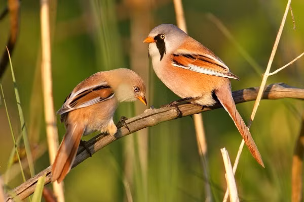 Con đực có bộ lông màu nâu gừng cùng phần lông trên trán màu xanh xám.