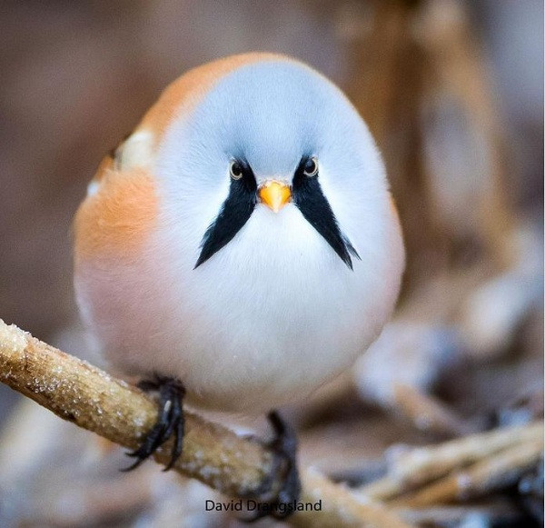 Chim là một trong những loài động vật đa dạng nhất và cũng cực kỳ đáng yêu. Có loài khiến người ta mê mẩn bởi vẻ đẹp rực rỡ, có những loài chim kỳ lạ thu hút với ngoại hình hài hước hoặc kỹ năng cực độc.