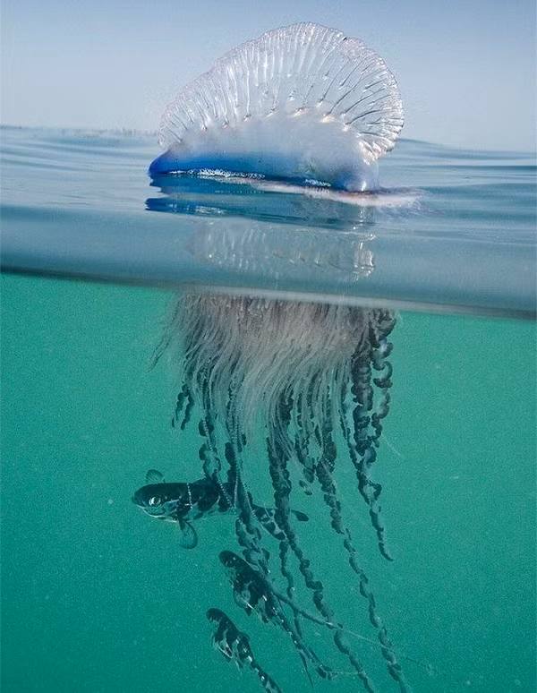 Con vật này có phần bên trên đẹp long lanh nhưng bên dưới lại sở hữu thú vũ khí chuyên để sát sinh.