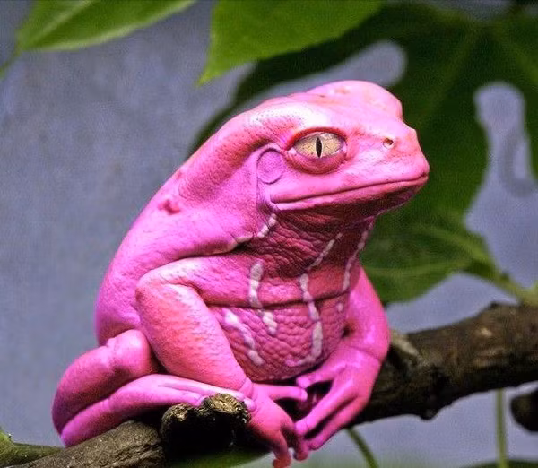 Một con cóc có màu hồng độc đáo khiến người nhìn không khỏi rời mắt.