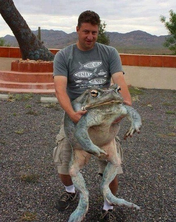 Con ếch khổng lồ có kích thước ngang một người trưởng thành.