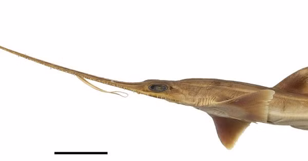 Điều đặc biệt là hai con cá mập này có 6 mang mỗi bên má. Trong khi các loài cá mập lưỡi cưa thông thường được tìm thấy chỉ có 5 khe mang.