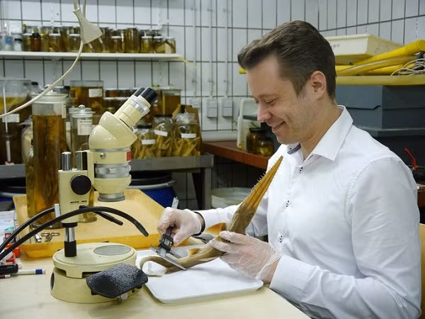 Andrew Andrew từ Đại học Newcastle chia sẻ: "Năm ngoái, nhóm nghiên cứu chúng tôi đã khuyến cáo tình trạng cá mập và cá đuối bị bắt và khai thác ở Tây Nam Ấn Độ Dương, đồng thời kêu gọi những nỗ lực bảo vệ loài cá quý hiếm này