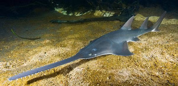 Tiến sĩ Simon Weigmann, làm việc tại Phòng thí nghiệm nghiên cứu Elasmobranch ở Hamburg, Đức khẳng định, hiện tượng cá mập lưỡi cưa có đến 6 mang là cực kỳ hiếm.