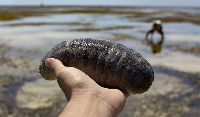 Với vị dai, mọng nước quyện trong sốt chấm đậm đà, hải sâm (đỉa biển) là món ăn chinh phục thực khách khi đến Hàn Quốc.