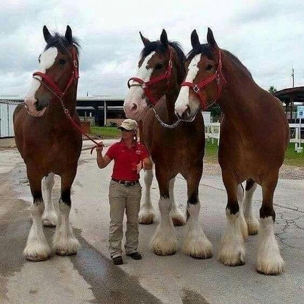 Giống ngựa Clydesdales này trông cứ như một ''trò đùa'' bởi thân hình to béo và những cái chân to lớn bất thường.