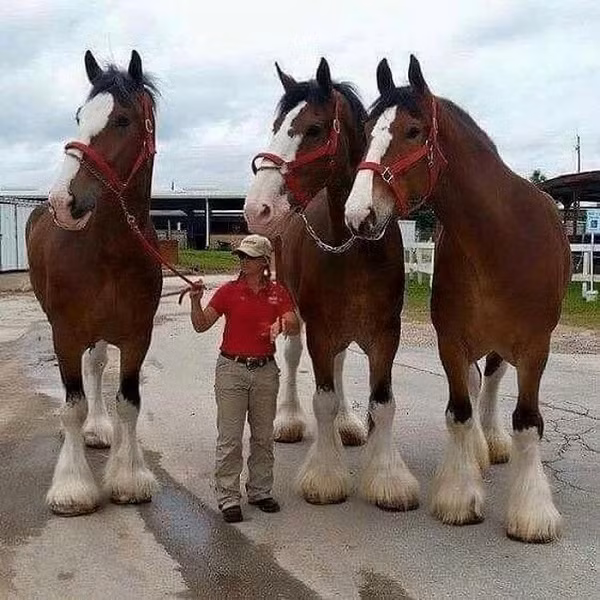 Giống ngựa Clydesdales này trông cứ như một ''trò đùa'' bởi thân hình to béo và những cái chân to lớn bất thường.