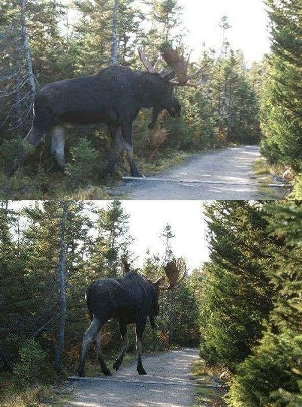 Quên những con nai sừng tấm nhỏ bé trong phim hoạt hình đi, đây mới là phiên bản đời thực siêu to khổng lồ.