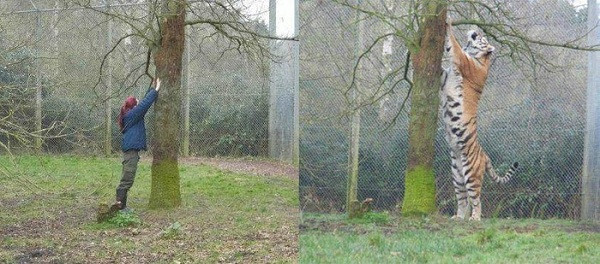 Hổ Siberia khi đứng bằng hai chân như con người.