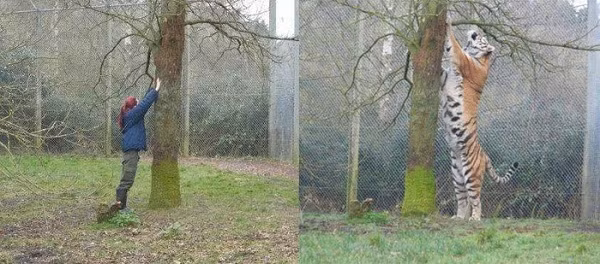 Hổ Siberia khi đứng bằng hai chân như con người.