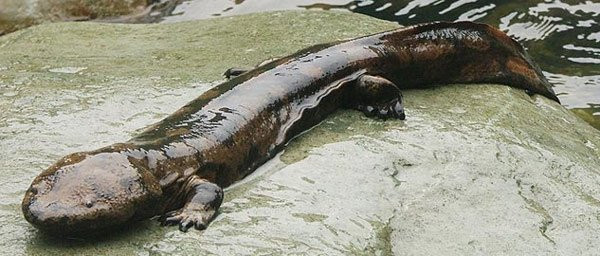 Kỳ nhông khổng lồ Trung Quốc với chiều dài lên tới 180cm là loài động vật lưỡng cư khổng lồ nhất thế giới.