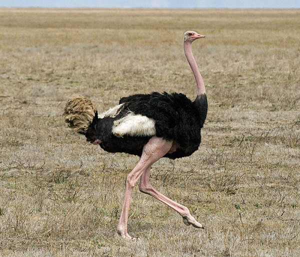 Đà điểu châu Phi với cặp chân dài miên man trở thành loài chim lớn nhất thế giới. Một con đà điểu đực trưởng thành có thể cao tới 2,8m, nặng hơn 156kg, và tốc độ chạy thì siêu nhanh.