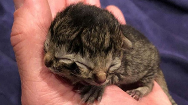 Một gia đình ở Portland, Oregon, Mỹ đã không khỏi ngạc nhiên phát hiện một chú mèo con có hai khuôn mặt trong đàn mèo con vừa chào đời tại nhà mình.