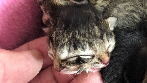 Những chú mèo mắc hội chứng hai mặt thường được gọi là mèo Janus, theo tên gọi của một vị thần La Mã có 2 gương mặt, một nhìn về quá khứ và một nhìn về tương lai.