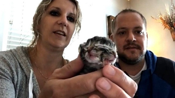 ''Vợ tôi nghe thấy tiếng mèo con và biết rằng Keenly đã đẻ. Chúng tôi phát hiện trong số đó có một con mèo hai khuôn mặt kỳ quặc khiến cả hai khá sốc'', chủ nhân của chú mèo nhỏ cho biết.
