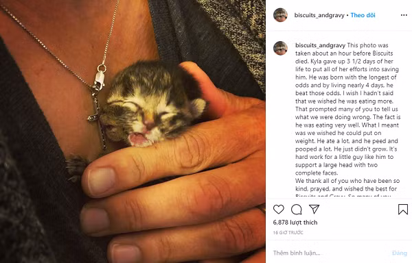 Tuy nhiên, ngày 24/5 chủ nhân của Biscuit and Gravy đã đăng hình ảnh của chú mèo nhỏ kèm thông báo nó đã không qua khỏi mặc dù được chăm sóc 24/24. Con mèo hai khuôn mặt đã vượt qua gần 4 ngày khó khăn đầy nghị lực, chỉ để kéo dài thời gian sống sót bên mèo mẹ, các anh chị em và chủ nhân.