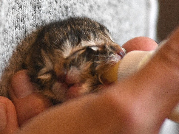 Gia đình đã cố gắng chăm sóc Biscuit and Gravy hết mức có thể như hẹn giờ để cho chú mèo ăn thường xuyên hay sử dụng đèn sưởi, khăn để giữ ấm cho nó.