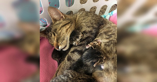 Được biết, mèo mẹ và các anh chị em của Biscuit and Gravy đều khỏe mạnh và có ngoại hình bình thường.