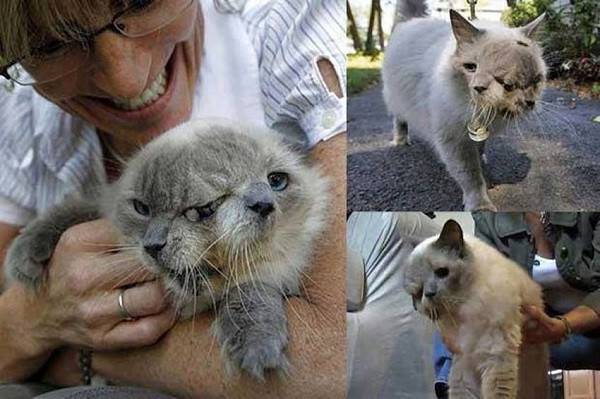 Những trường hợp mèo dị dạng như có hai đầu, hai khuôn mặt thường không thể sống lâu. Trước đó, chú mèo tên Frank and Louie đã sống đến 15 năm, thậm chí ghi tên mình vào sách Kỷ lục Guinness năm 2006 bởi là con mèo có hai khuôn mặt sống lâu nhất thế giới.