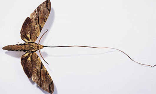 Chiếc mũi của sâu bướm diều hâu trông như một cái vòi với độ dài lên tới 22cm! Ảnh: prints-online.