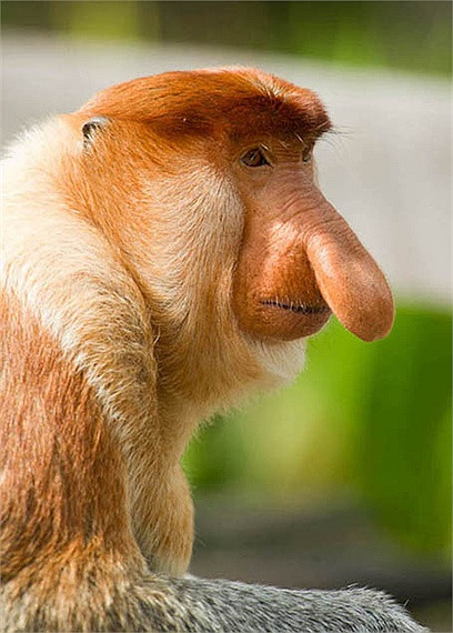 Khỉ mũi vòi cũng là loài động vật sở hữu chiếc mũi siêu to và nhìn rất hài. Ảnh: tinmoitruong.